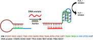 Graphical Abstract