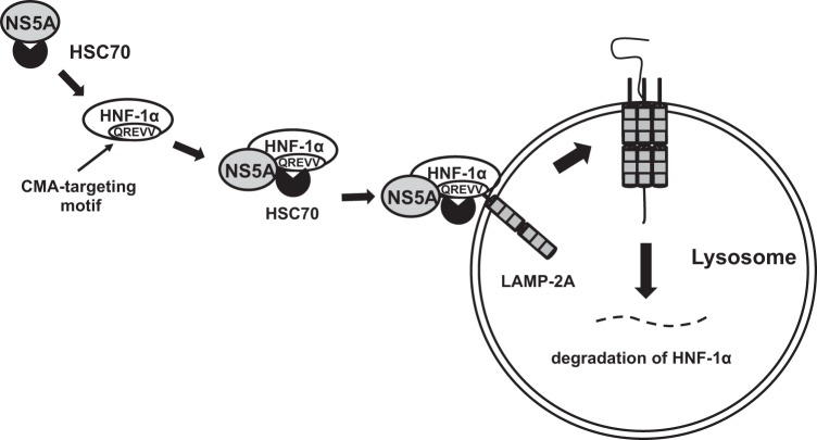 FIG 8