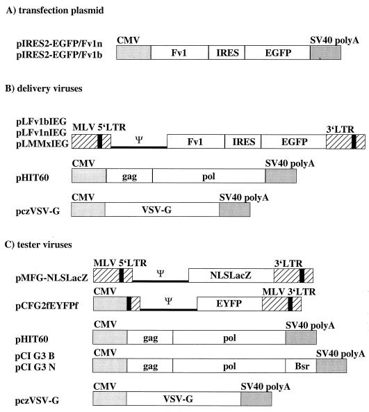 FIG. 1