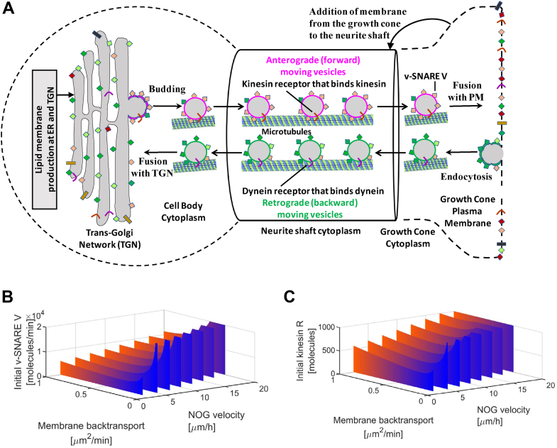 Figure 4
