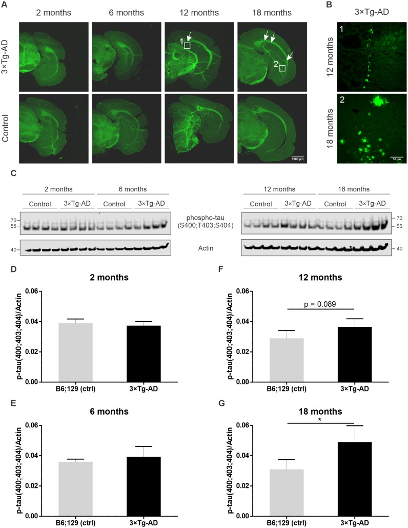 Figure 1—figure supplement 1.