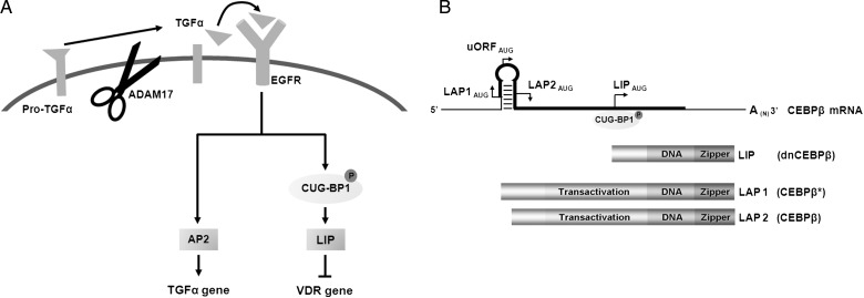 FIGURE 1: