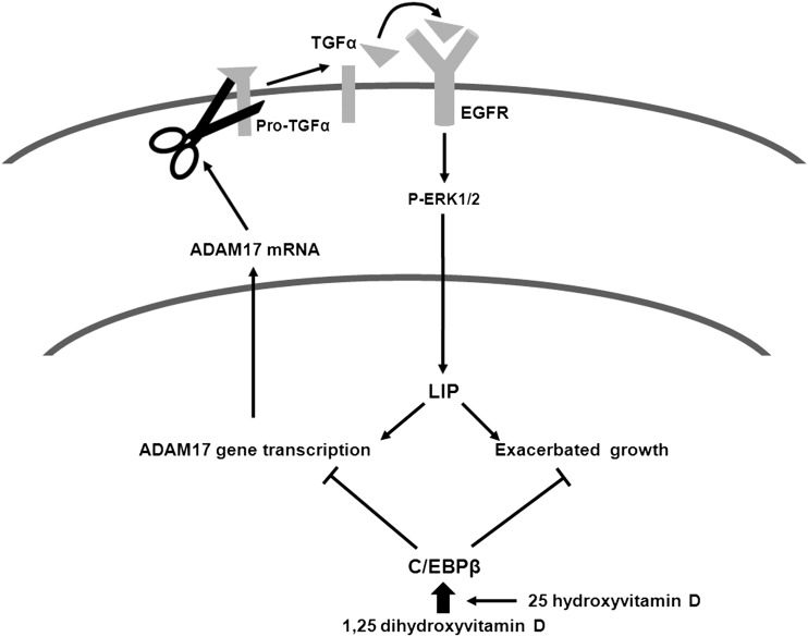 FIGURE 6: