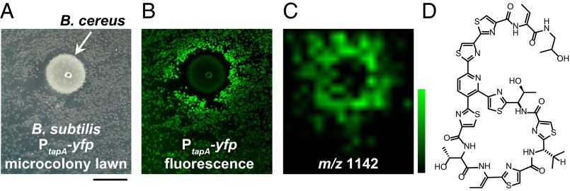 Fig. 1.