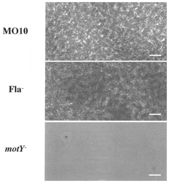 Fig. 9