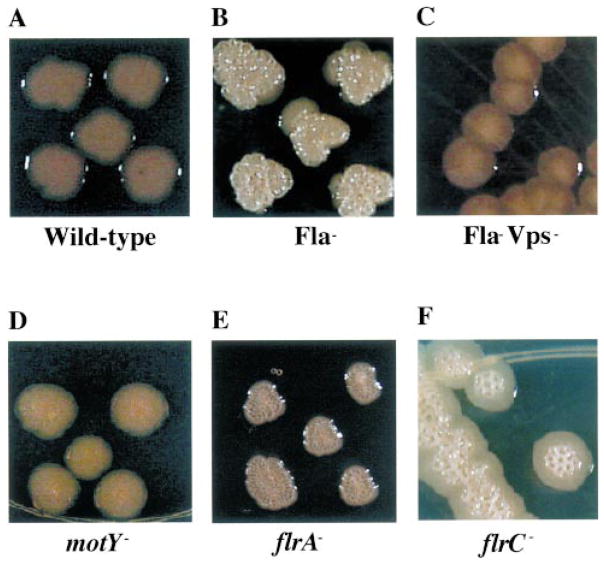 Fig. 6