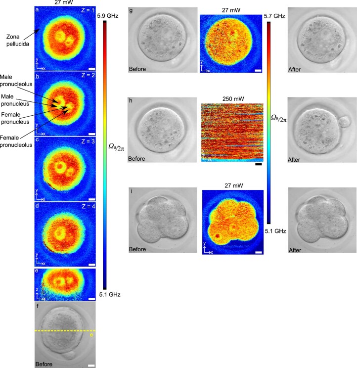 Extended Data Fig. 6