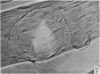284-1