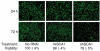 <b>Figure 4</b>