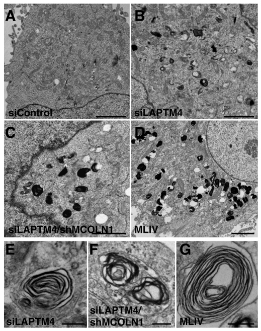 Fig. 9.