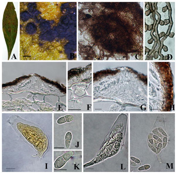 Fig. 22