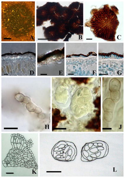 Fig. 20