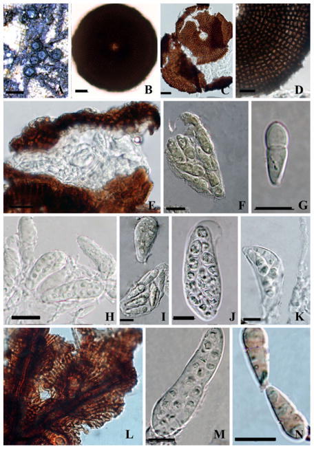 Fig. 25