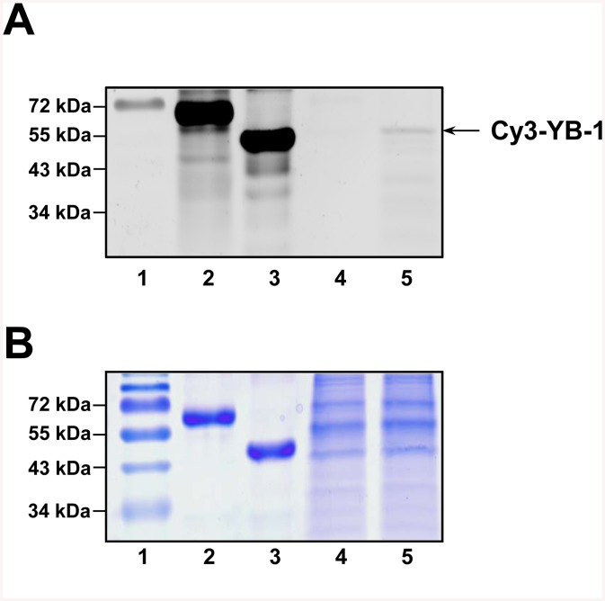 Fig 9