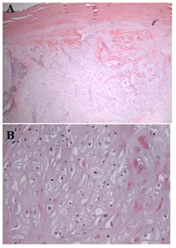 Fig. (6)