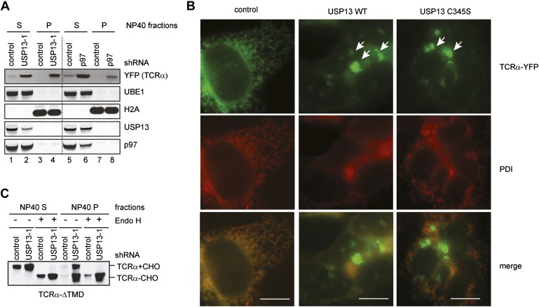 Figure 3—figure supplement 1.