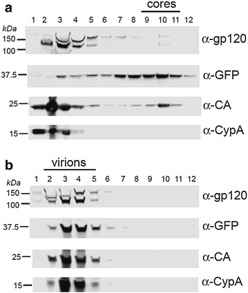 Fig. 6