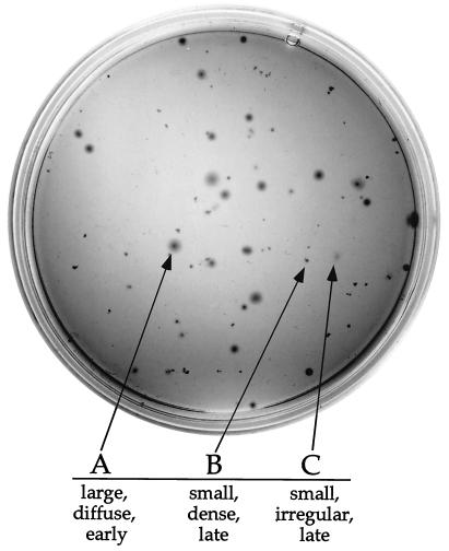 FIG. 2.