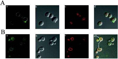 FIG. 2.