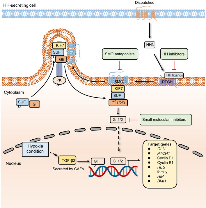 FIGURE 4