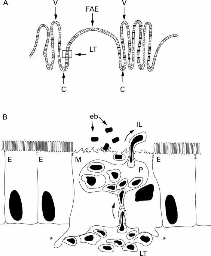 Figure 1  