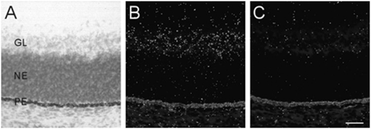 FIGURE 3