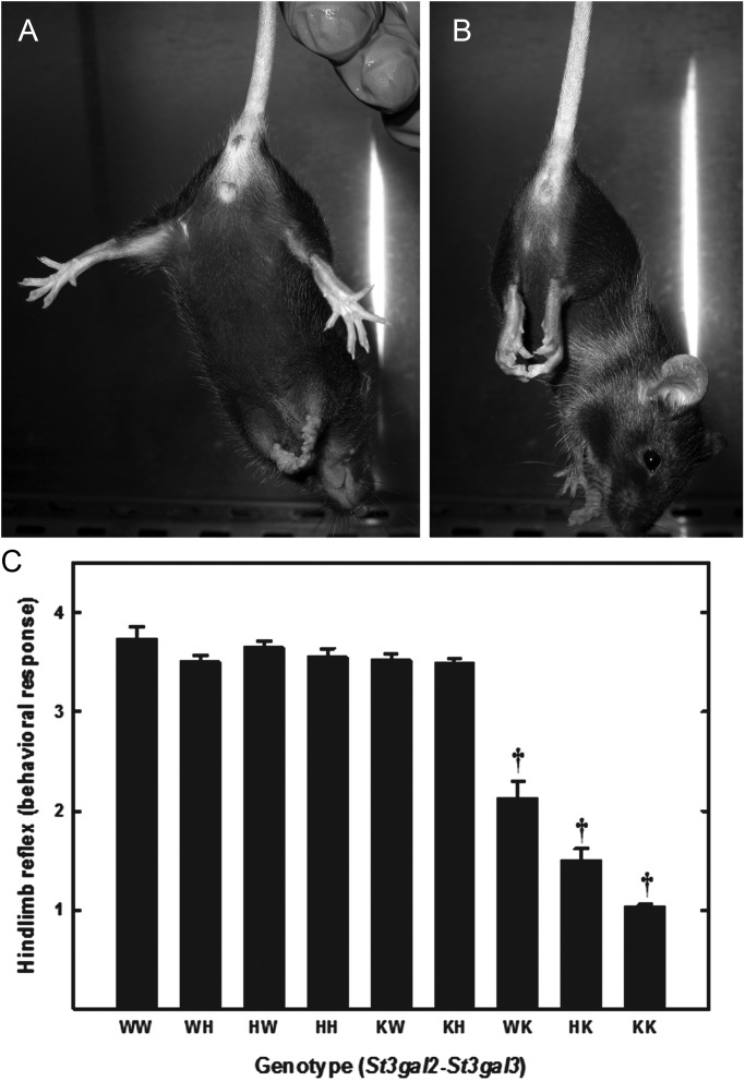 Fig. 13.