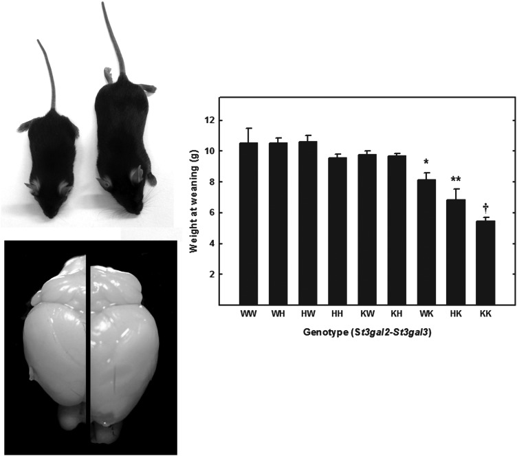 Fig. 12.