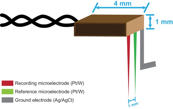 Figure 5—figure supplement 1.