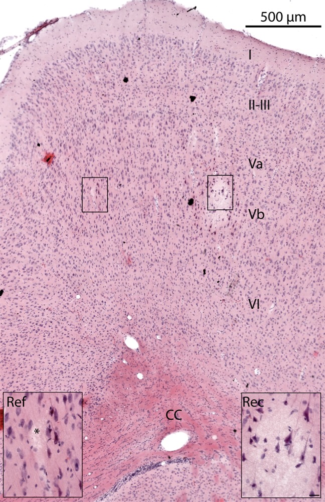 Figure 7—figure supplement 1.