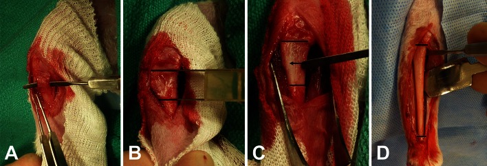 Fig. 1A–D
