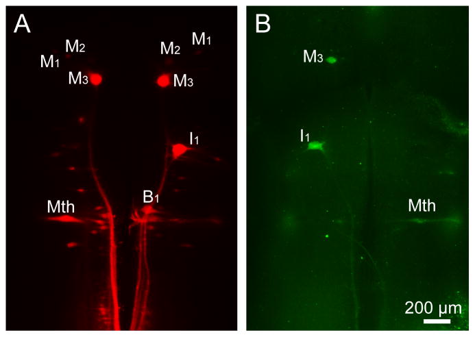 Figure 4