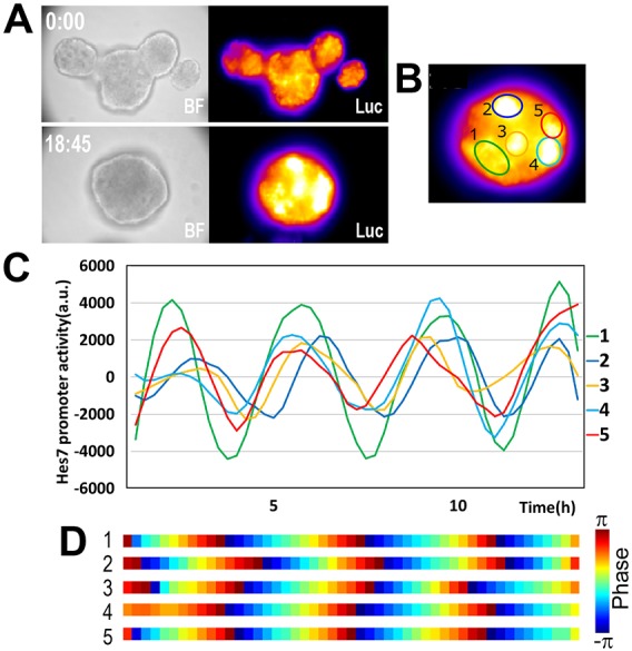 Fig. 4.