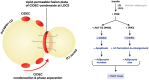 This figure illustrates the process of lipid droplet fusion mediated by CIDEC in adipocytes. On the left, CIDEC facilitates the fusion of a donor lipid droplet with an acceptor lipid droplet, involving condensation and phase separation at the lipid droplet contact site (LDCS), resulting in LD enlargement. On the right, insulin signalling activates PI3K, leading to two pathways: AKT activation increases CIDEA, reducing apoptosis and increasing adipocyte number, while JNK2 activation increases CIDEC, promoting LD formation and enlargement, leading to increased adipocyte size. Both pathways converge to an increase in white adipose tissue (WAT) mass.