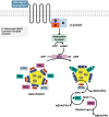 This figure depicts the signalling pathway conducing to the activation of lipolysis in lipid droplets. The diagram illustrates the activation of adenylate cyclase by a β-adrenergic G protein-coupled receptor, leading to the conversion of ATP to cAMP, which then activates protein kinase A (PKA). PKA phosphorylates Perilipin 1 (PLIN1) and hormone-sensitive lipase (HSL), facilitating the breakdown of triglycerides into glycerol and non-esterified fatty acids (NEFA/FFA).
