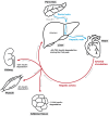 This diagram depicts the degradation of insulin in different tissues. Insulin is released by the pancreas and travels through the portal vein to reach the liver where it is primarily degraded. It then enters systemic circulation via the hepatic vein and is subsequently utilized by peripheral organs, such as the kidneys, muscles, and adipocytes.