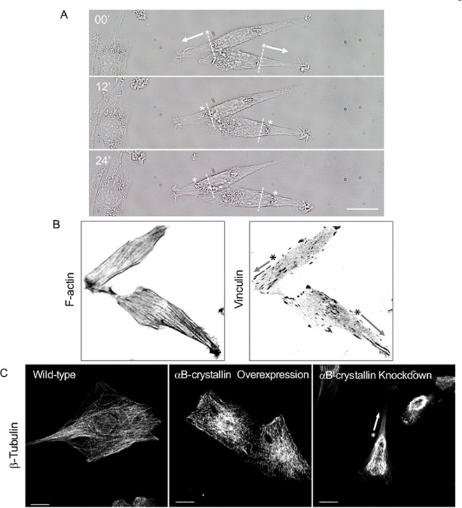 Fig 12