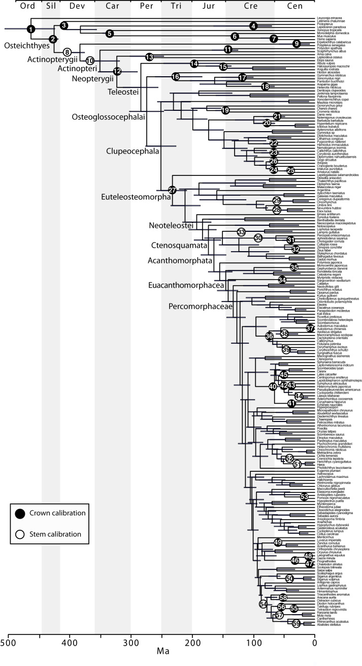 Time-calibrated BEAST phylogeny based on a subset of 202 taxa, indicating the placement for the 59 calibrations used.