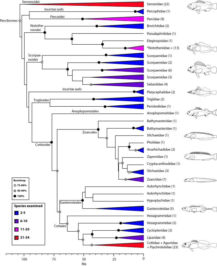 Detailed relationships among families of Perciformes (see also Figs. 1 and 9). 