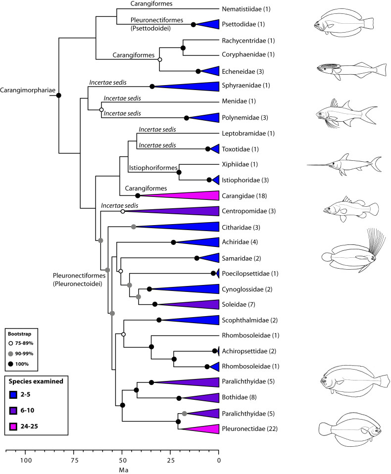 Detailed relationships among orders and families of Carangimorphariae (see also Fig. 1).