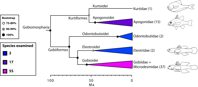 Detailed relationships among orders and families of Gobiomorpharia (see also Fig. 1).