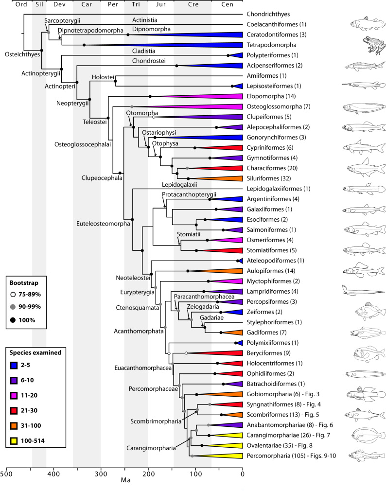 Main phylogenetic hypothesis of bony fish groups collapsed to depict higher-level clades.