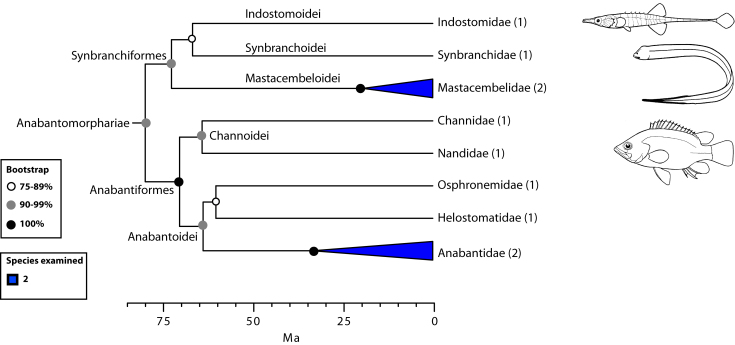 Detailed relationships among orders and families of Anabantomorphariae (see also Fig. 1). Values in parentheses indicate number of genera examined.