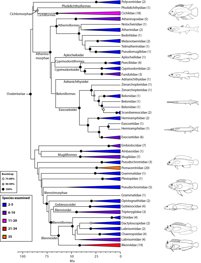 Detailed relationships among orders and families of Ovalentariae (see also Fig. 1). 