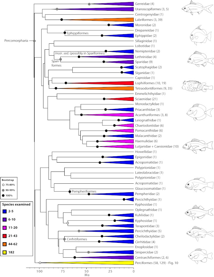 Detailed relationships among orders and families of Percomorpharia (the new bush at the top; see also Fig. 1).