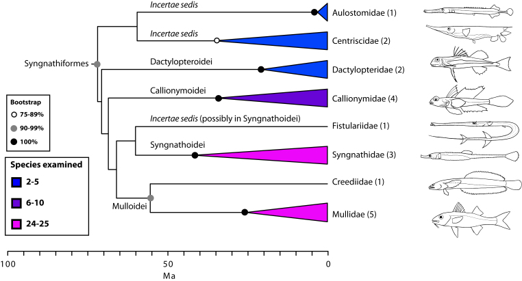 Detailed relationships among families of Syngnathiformes (see also Fig. 1).