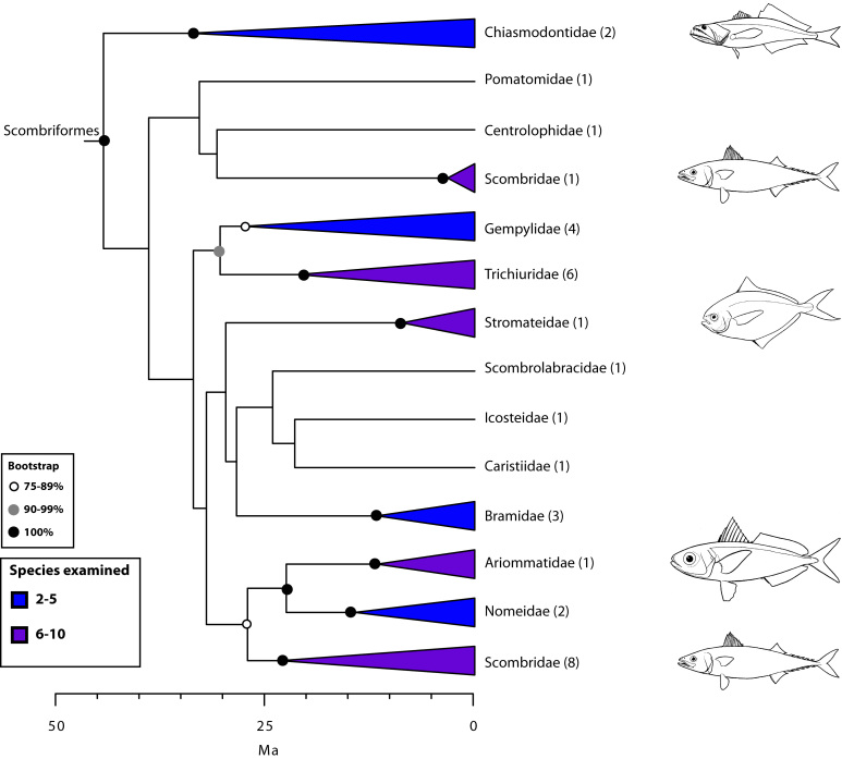 Detailed relationships among families of Scombriformes (see also Fig. 1). 