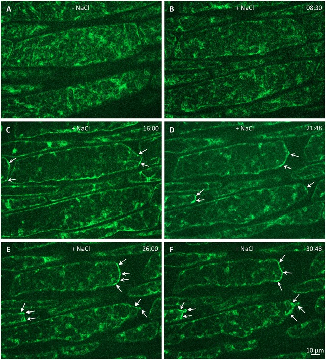 Figure 12