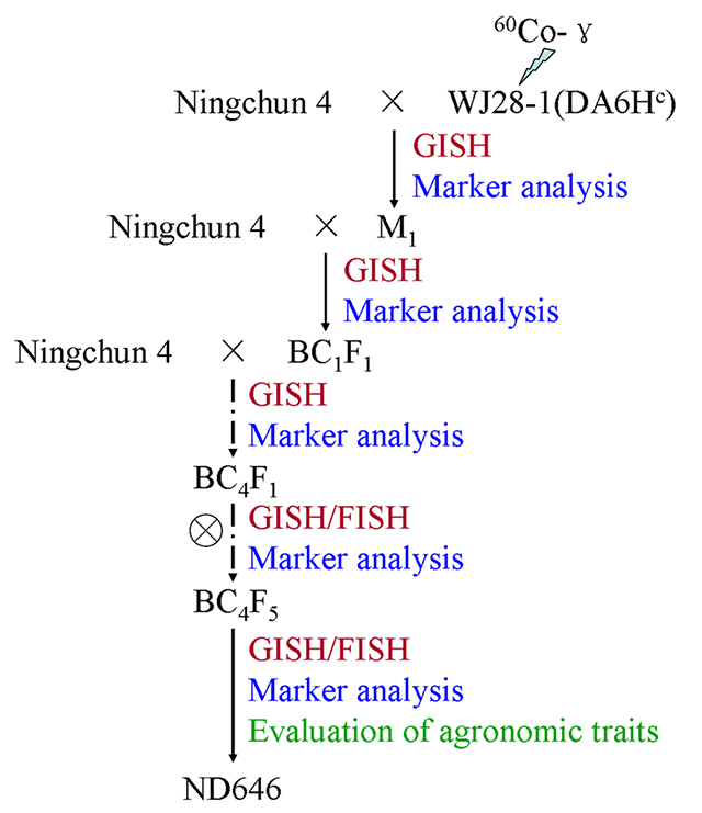 Figure 1 -