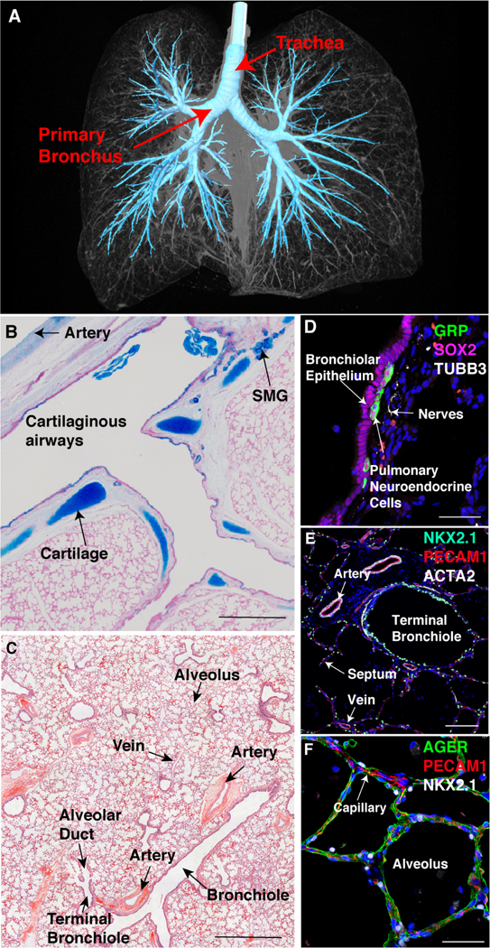 Figure 1: